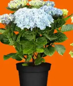 OBI Gartenhortensie Magical Angebot