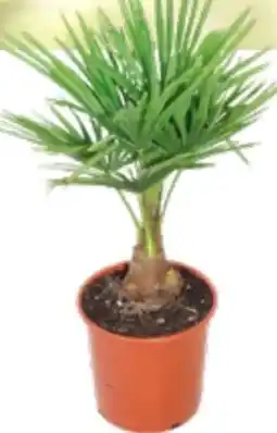 OBI Grow By Obi Hanfpalme Angebot