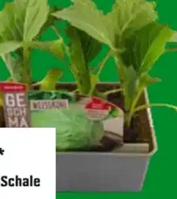 OBI Weißkohl Brassica Angebot