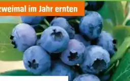 OBI Grow By Obi Heidelbeere Hortblue Petite Angebot