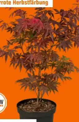 OBI Grow By Obi Fächerahorn Atropurpureum Angebot