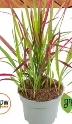 OBI Grow By Obi Blutgras Red Baron Angebot