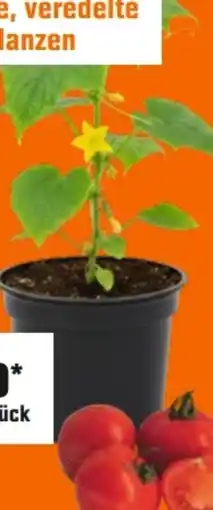 OBI Grow By Obi Gemüsepflanzen Angebot