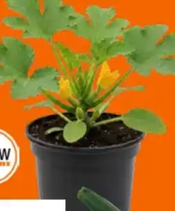 OBI Grow By Obi Zucchini Pflanzen Angebot