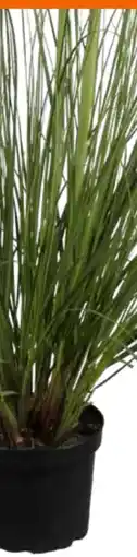 OBI Grow By Obi Pampasgras Angebot