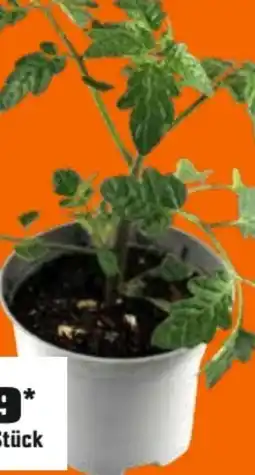 OBI Grow By Obi Tomatenpflanzen Angebot