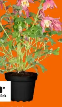 OBI Grow By Obi Akelei Angebot
