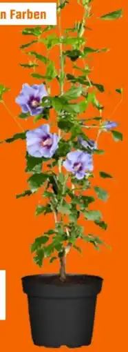 OBI Grow By Obi Gartenhibiskus Angebot