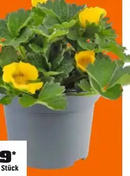 OBI Grow By Obi Fingerkraut Angebot
