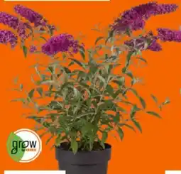 OBI Grow By Obi Sommerflieder Angebot