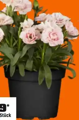 OBI Grow By Obi Gartennelke Mountain Frost Angebot