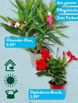 Aldi Süd Gardenline Oleanderpflanze Angebot