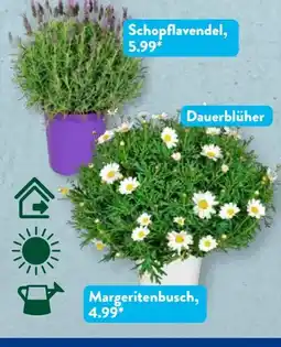 Aldi Süd Gardenline Margeriten-Busch Angebot