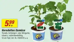 toom Baumarkt Veredeltes Gemüse Angebot