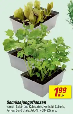 toom Baumarkt Gemüsejungpflanzen Angebot