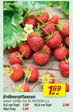 toom Baumarkt Erdbeerpflanzen Angebot
