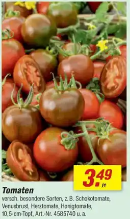 toom Baumarkt Tomaten Angebot