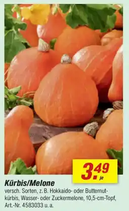 toom Baumarkt Kürbis/Melone Angebot