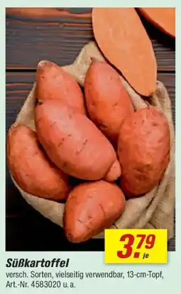 toom Baumarkt Süßkartoffel Angebot