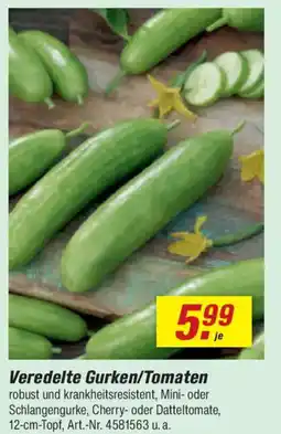 toom Baumarkt Veredelte Gurken/Tomaten Angebot