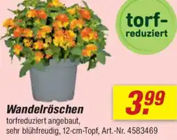toom Baumarkt Wandelröschen Angebot