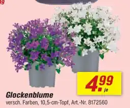 toom Baumarkt Glockenblume Angebot