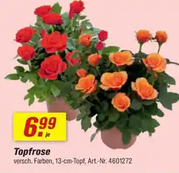 toom Baumarkt Topfrose Angebot