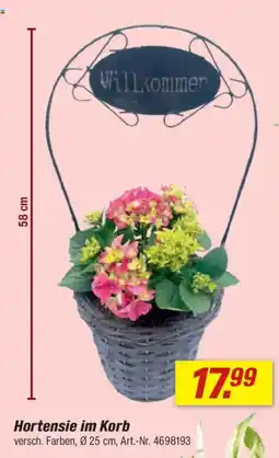 toom Baumarkt Hortensie im Korb Angebot