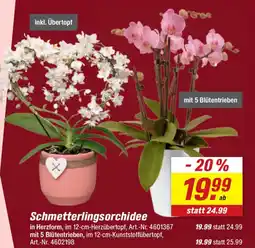 toom Baumarkt Schmetterlingsorchidee Angebot