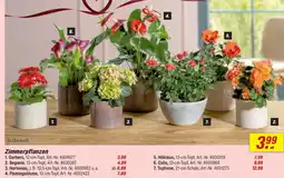 toom Baumarkt Zimmerpflanzen 1. Gerbera Angebot
