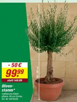 toom Baumarkt Olivenstamm Angebot