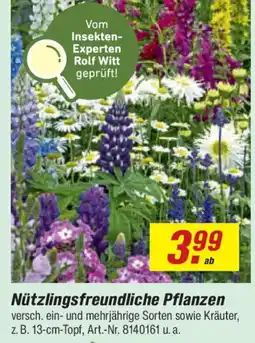 toom Baumarkt Nützlingsfreundliche Pflanzen Angebot