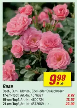 toom Baumarkt Rose Angebot