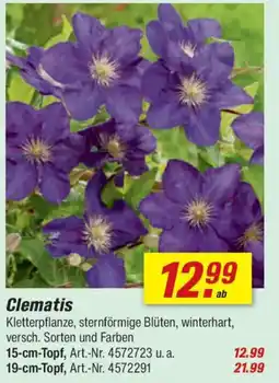 toom Baumarkt Clematis Angebot