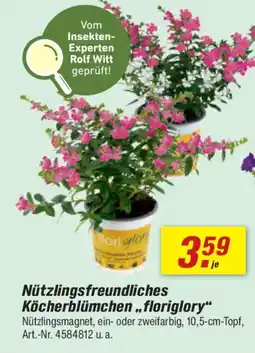 toom Baumarkt Nützlingsfreundliches Köcherblümchen,, floriglory" Angebot