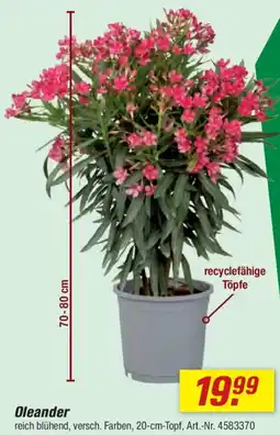 toom Baumarkt Oleander Angebot