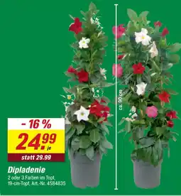 toom Baumarkt Dipladenie Angebot