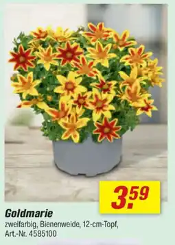 toom Baumarkt Goldmarie Angebot