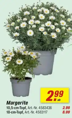 toom Baumarkt Margerite Angebot