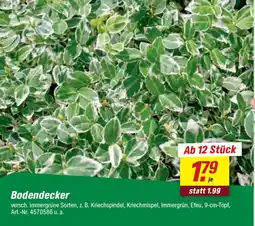 toom Baumarkt Bodendecker Angebot