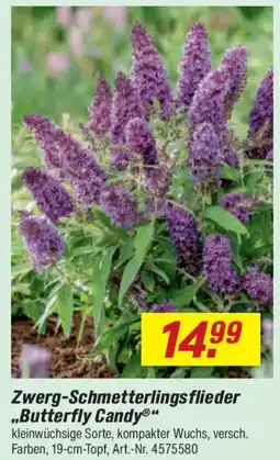 toom Baumarkt Zwerg-Schmetterlings flieder ,,Butterfly Candy" Angebot