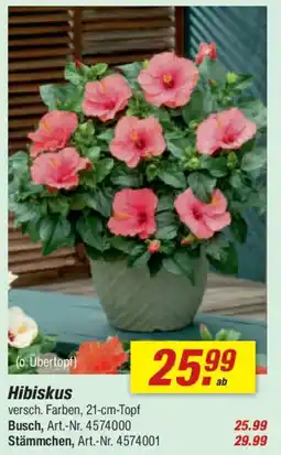 toom Baumarkt Hibiskus Angebot