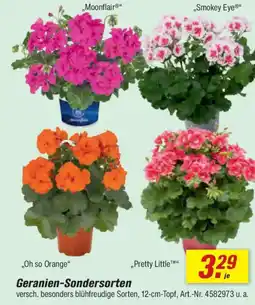 toom Baumarkt Geranien-Sondersorten Angebot