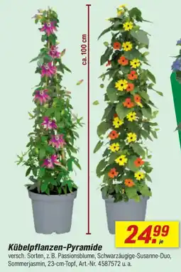 toom Baumarkt Kübelpflanzen-Pyramide Angebot