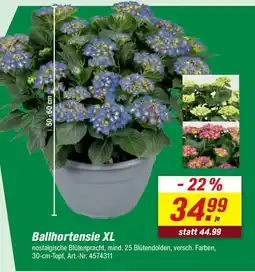 toom Baumarkt Ballhortensie XL Angebot
