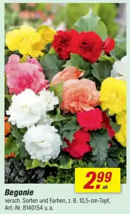 toom Baumarkt Begonie Angebot