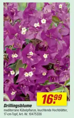toom Baumarkt Drillingsblume Angebot