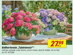 toom Baumarkt Ballhortensie „Tabletensia" Angebot