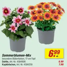 toom Baumarkt Sommerblumen-Mix Angebot