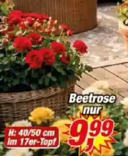 Posten Börse Beetrose nur Angebot